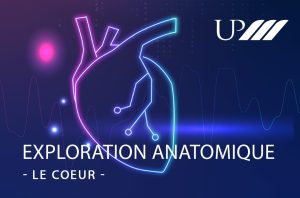 Exploration Anatomique upm : Le coeur