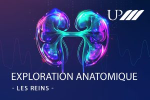 Exploration Anatomique upm : LES REINS